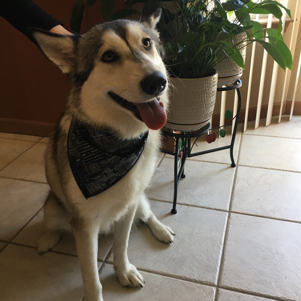 Dog bandanna. City fabric. 100% cotton.